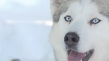 Güçlü. Heyecanlı beyaz bir köpek yarıştan önce havlıyor. Sibirya.
