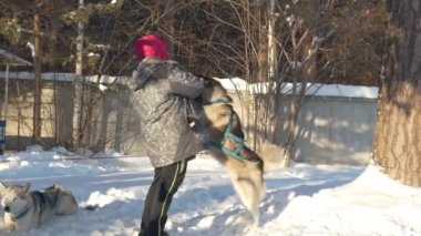 Berdsk, Rusya / Sibirya, Ocak / 12 / 2020, yıllık köpek kızağı yarışı. Bir takım üyesi yarıştan önce bir köpeği okşar. Huskiler.