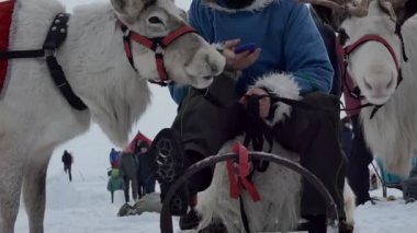 Ren geyiği. Ren geyiği bağlı bir şekilde kızağın üzerinde otururken bir insan akıllı telefonun düğmelerine basıyor. Sibirya.