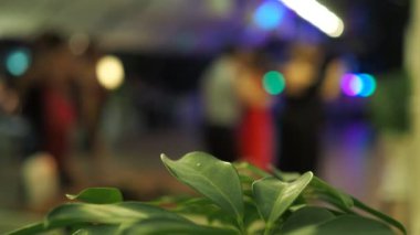 Tango mu? Bitki yaprakları arka planda renkli ışıklarda dans eden çiftlerin arka planında. Odaklanamıyorum, bokeh..
