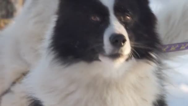 Een Husky Een Opgewonden Witte Hond Blaft Voor Race Siberië — Stockvideo