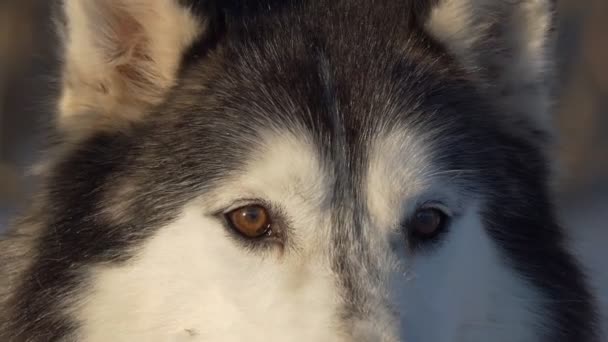 Husky Está Temblando Emoción Antes Carrera Cerca Siberia — Vídeo de stock