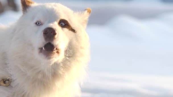 Husky Upphetsad Vit Hund Skäller Innan Loppet Sibirien — Stockvideo