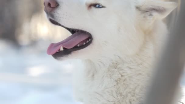 Husky Seekor Anjing Putih Yang Bersemangat Menggonggong Sebelum Balapan Siberia — Stok Video