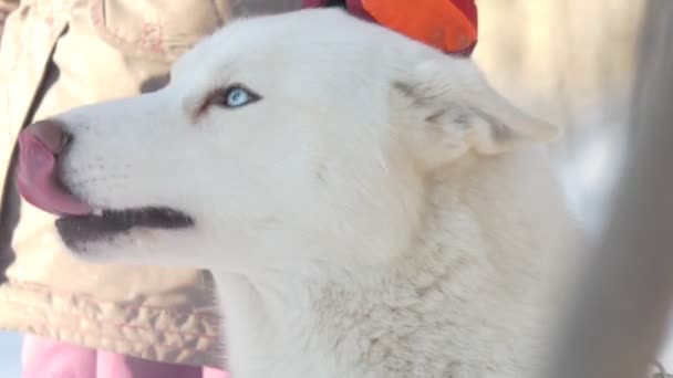 Husky Cane Bianco Eccitato Abbaia Prima Della Gara Siberia — Video Stock