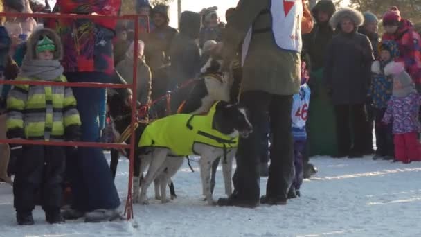 Berdsk Σιβηρία Ρωσία Ιανουάριος 2020 Ετήσια Έλκηθρο Σκύλων Μια Ομάδα — Αρχείο Βίντεο