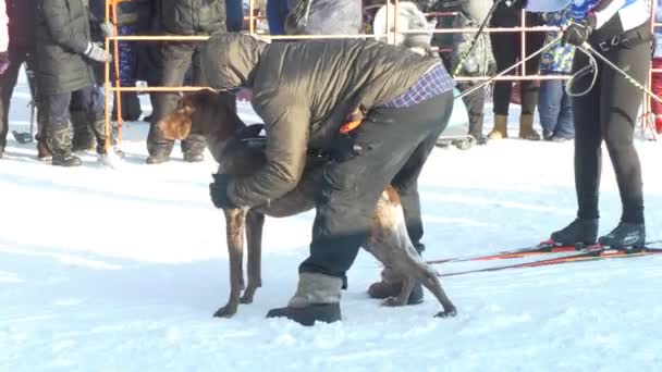 Berdsk シベリア ロシア 2020年1月12日毎年恒例の犬のそり チームメンバーはレース前に犬の筋肉を伸ばし スキーヤーを牽引します 総計画 — ストック動画