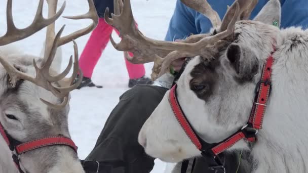 Reindeer Person Presses Buttons Smartphone While Sitting Sled Reindeer Tied — Stock Video