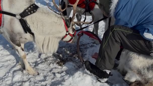 トナカイだ そりの上に座っている男は 松葉でトナカイを利用しました シベリア — ストック動画