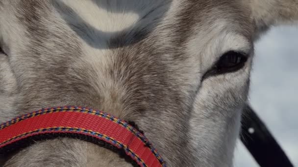 一只被利用的驯鹿的头 一个眼神 靠近点西伯利亚 — 图库视频影像