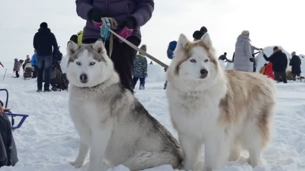 Novosibirsk Rusia Siberia Febrero 2020 Fiesta Anual Ciudad Esquimal Par — Vídeo de stock