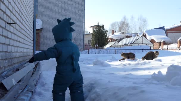 孩子们一个小孩正沿着雪地的小径走向两只坐在雪地里的猫 西伯利亚 — 图库视频影像