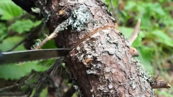 Naturupplevelser Man Sågar Ett Hopfällbart Sågträ Till Elden Närbild Sibirien — Stockvideo