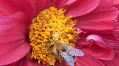 Çiçekteki yaban arısı polen ve bal yemiyle beslenir. Makro.