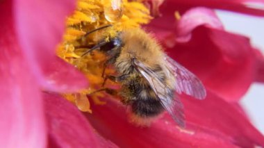Çiçekteki yaban arısı polen ve bal yemiyle beslenir. Makro.