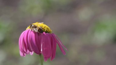 Arı pembe çiçekte nektar topluyor.