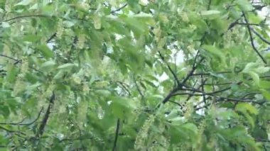 Kuş vişneli. Çiçekli kuş kirazı dalları ve rüzgarda sallanan Rowan.