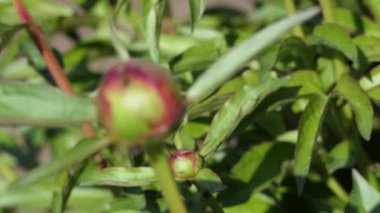 Şakayık Bud (makro) üzerinde koşuşturan karıncalar)