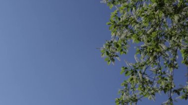 Kuş vişneli. Başlıklar için arkaplan, kuş kirazı ve mavi gökyüzü.