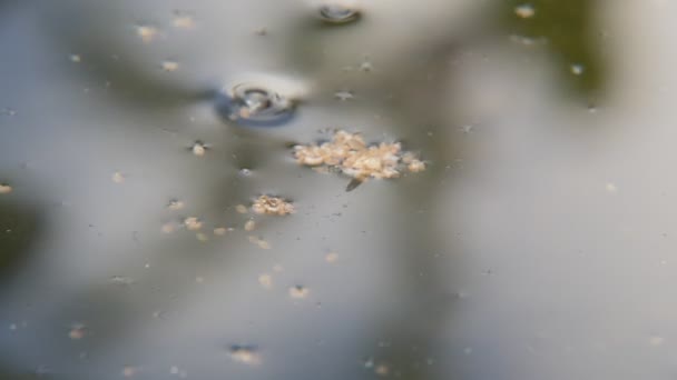 Ostracods 甲壳类动物以水中的有机物为食 — 图库视频影像