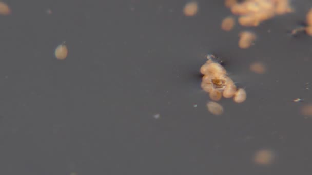 Ostracodes Les Crustacés Ostracodes Nourrissent Matière Organique Dans Eau Macro — Video