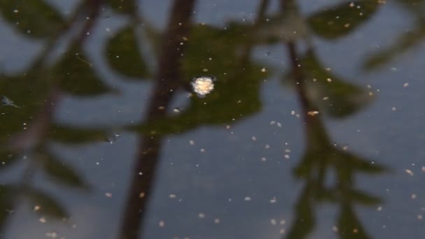 Ostracods Crustáceos Ostracods Alimentam Matéria Orgânica Água Macro — Vídeo de Stock