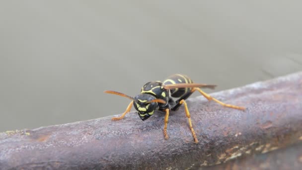 Eine Wespe Wassernähe Makro — Stockvideo