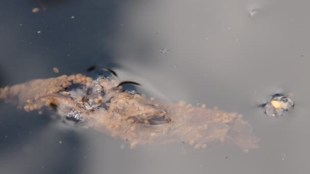 Ostracods 甲壳类动物以水中的有机物为食 — 图库视频影像