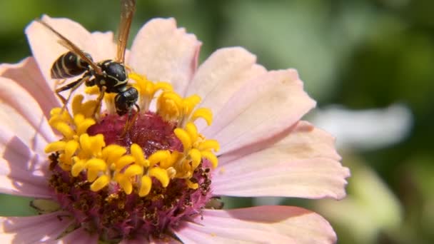 Wespe Auf Einer Blume Frisst Einen Honigköder — Stockvideo