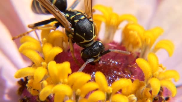 Wasp Blomma Äter Honung Lockar — Stockvideo