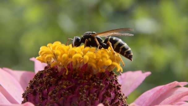 花にハチが蜜を食べる — ストック動画