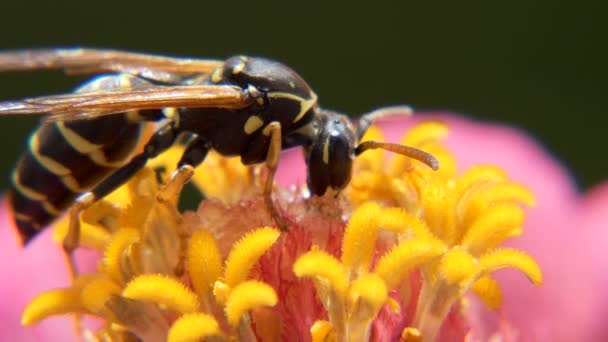 花にハチが蜜を食べる — ストック動画