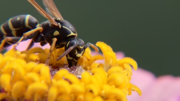 Vespa Uma Flor Come Uma Isca Mel — Vídeo de Stock