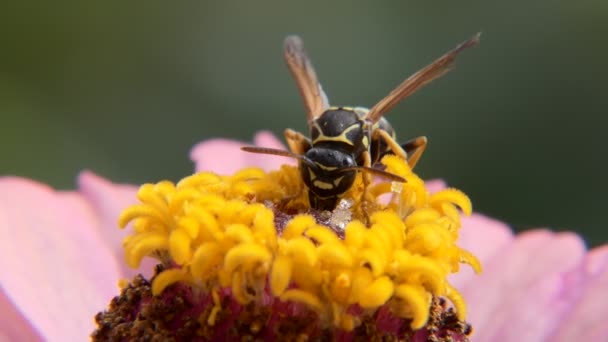 花にハチが蜜を食べる — ストック動画