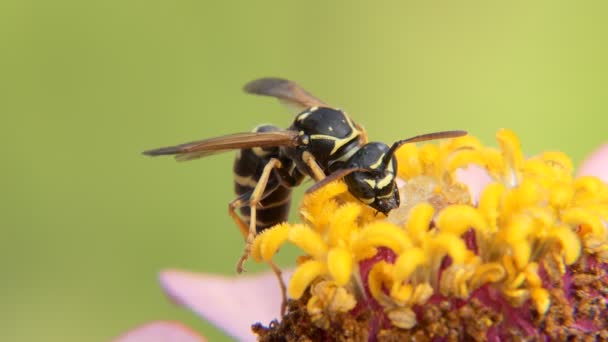 Σφήκα Ένα Λουλούδι Τρώει Ένα Δόλωμα Μέλι — Αρχείο Βίντεο