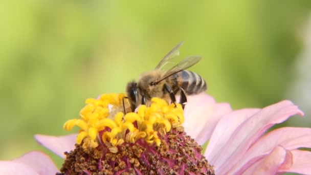 黄蜂把蜜蜂从花朵上赶走 — 图库视频影像