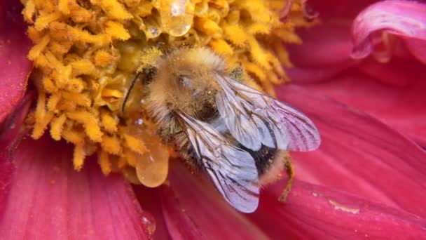 Bumblebee Flower Feeds Pollen Honey Bait Macro — Stock Video