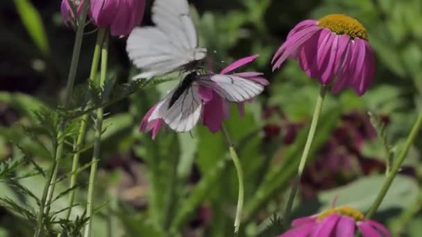 Vlinder Bloem Hawthorn Vlinders Paren Een Roze Daisy — Stockvideo