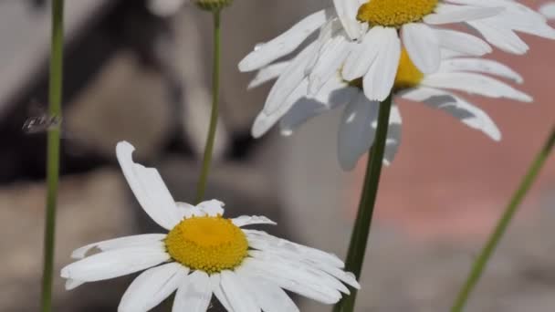 Schmetterling Auf Blume Weißdornschmetterlinge Paaren Sich Mit Einem Rosa Gänseblümchen — Stockvideo