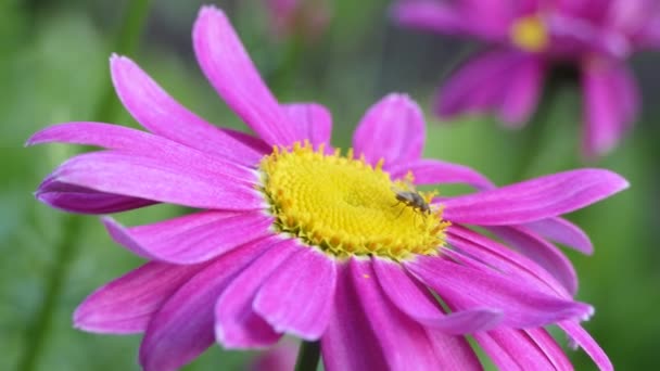 Fly Chamomile Feeds Nectar Flower — Stock Video