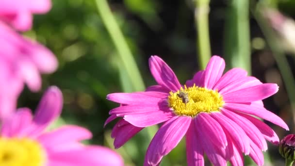 カモミールのフライ エピクロスバルテアタス は花の蜜に餌を与えます ズーム — ストック動画