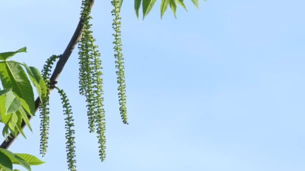 Yazın Başında Gökyüzüne Karşı Çiçek Açan Bir Ağaçtaki Küpeler — Stok video