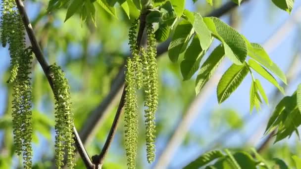 초여름에 꽃피는 나무에 귀고리 — 비디오