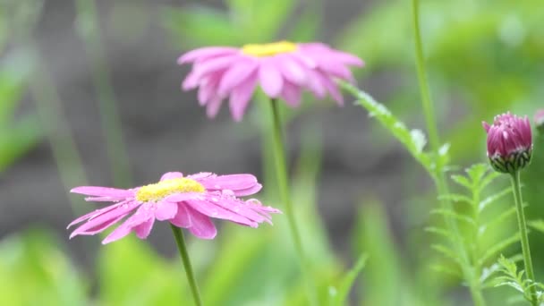 Summer Rain Falls Daisies — Stock Video