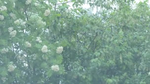 Kuş Vişneli Çiçekli Kuş Kirazı Dalları Rüzgarda Sallanan Rowan — Stok video