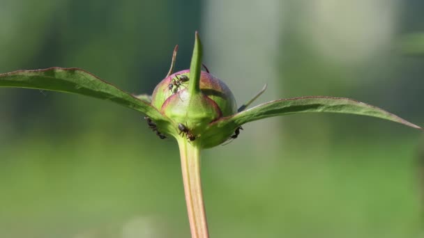 Mravenci Ants Running Bud Pivoňka Pozadí Oblohy Mraků Makro — Stock video