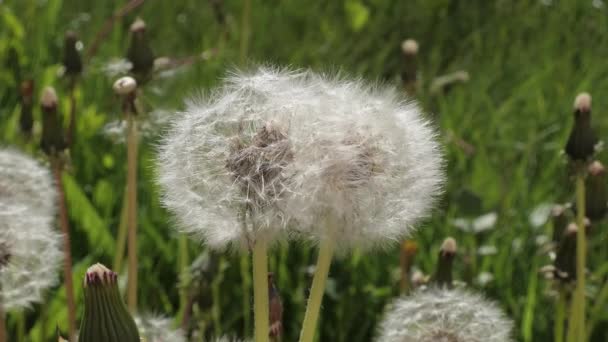 Paardenbloemen Twee Paardebloemen Een Weide Verstrengeld Een Enkele Bud — Stockvideo