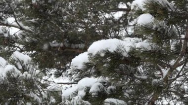 Noel, yeni yıl. Ağır çekim. Çam dalına kar yağıyor. Kapat..