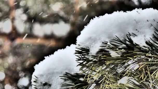 Χριστούγεννα Πρωτοχρονιά Χιονίζει Χιόνι Πέφτει Ένα Κλαδί Πεύκου Κλείσε — Αρχείο Βίντεο