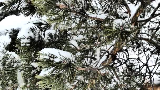 Jul Nyår Snöfall Snö Faller Tallgren Närbild — Stockvideo